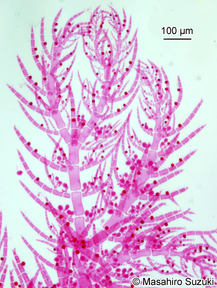 ヨツガサネ Pterothamnion yezoense